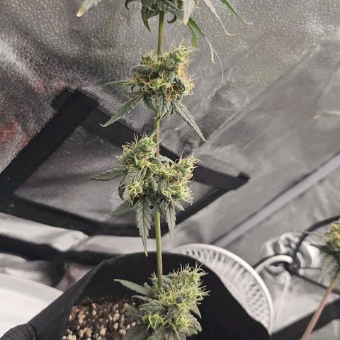 White Widow growlog timeline photo
