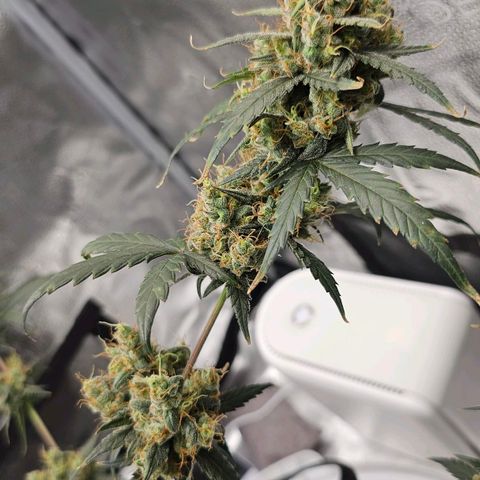 White Widow growlog timeline photo