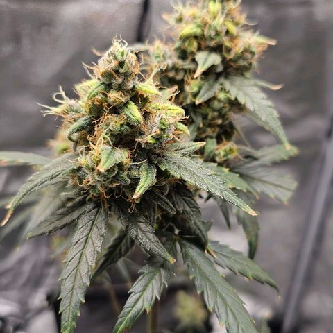 White Widow growlog timeline photo