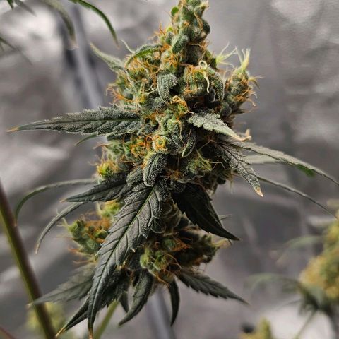 White Widow growlog timeline photo