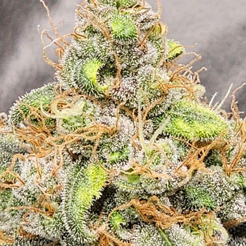 White Widow growlog timeline photo