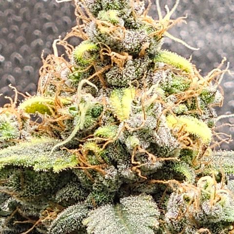 White Widow growlog photo: Chopping tomorrow. Amber trichomes already showing up, I also noticed what may be a slight larfing/nippling up of the buds, not sure if this is normal or a response to stress so I'm just doing what the trichs tell me. 