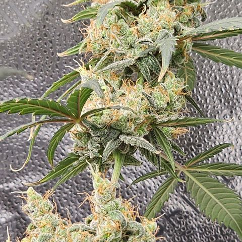 White Widow growlog photo: Chopping tomorrow. Amber trichomes already showing up, I also noticed what may be a slight larfing/nippling up of the buds, not sure if this is normal or a response to stress so I'm just doing what the trichs tell me. 