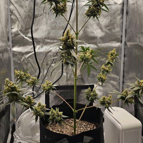 White Widow growlog photo: Chopping tomorrow. Amber trichomes already showing up, I also noticed what may be a slight larfing/nippling up of the buds, not sure if this is normal or a response to stress so I'm just doing what the trichs tell me. 