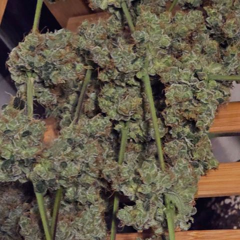 White Widow growlog timeline photo