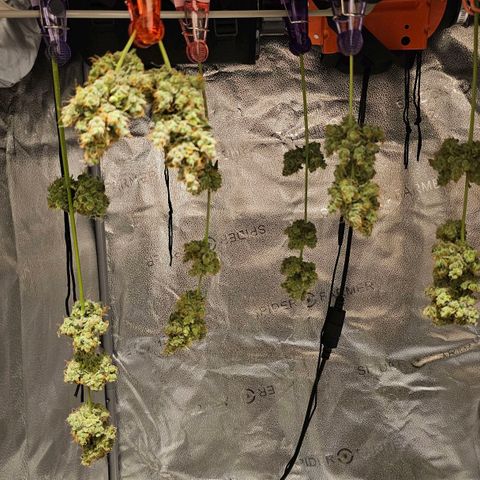 White Widow growlog timeline photo