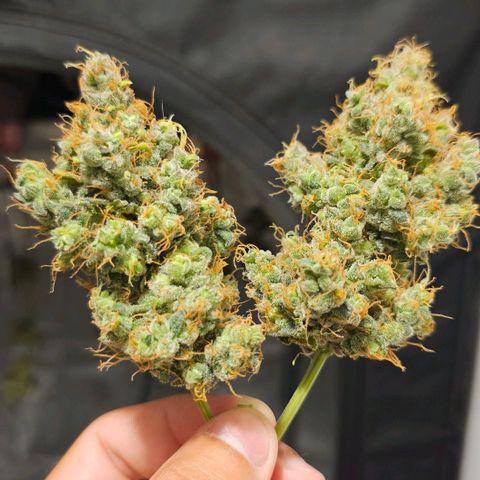 White Widow growlog timeline photo