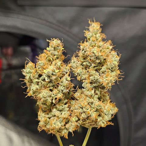 White Widow growlog timeline photo