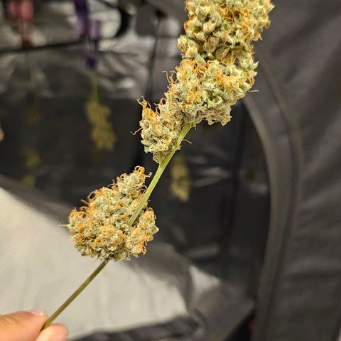 White Widow growlog timeline photo