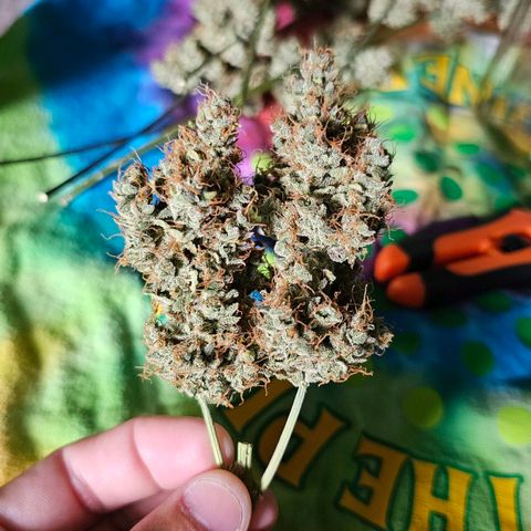 White Widow growlog photo: Jarred