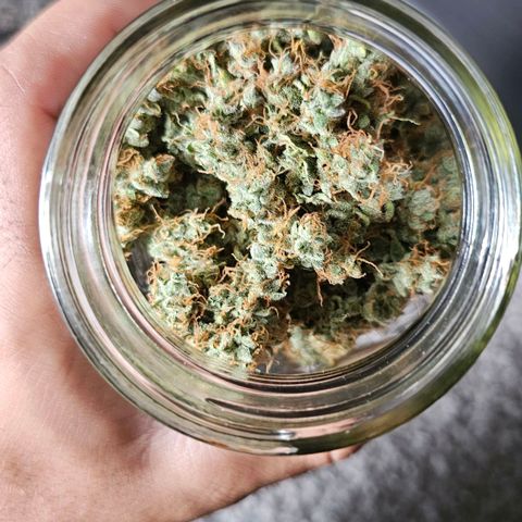 White Widow growlog photo: Jarred