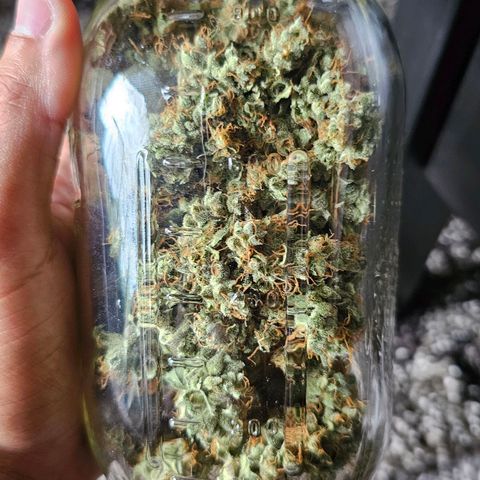 White Widow growlog photo: Jarred