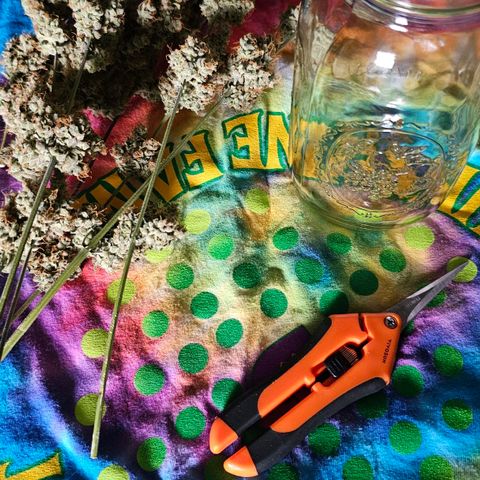 White Widow growlog photo: Jarred