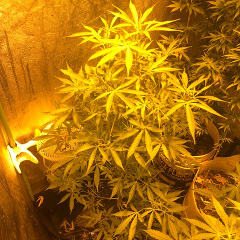 Sweet skunk automatic  growlog timeline photo