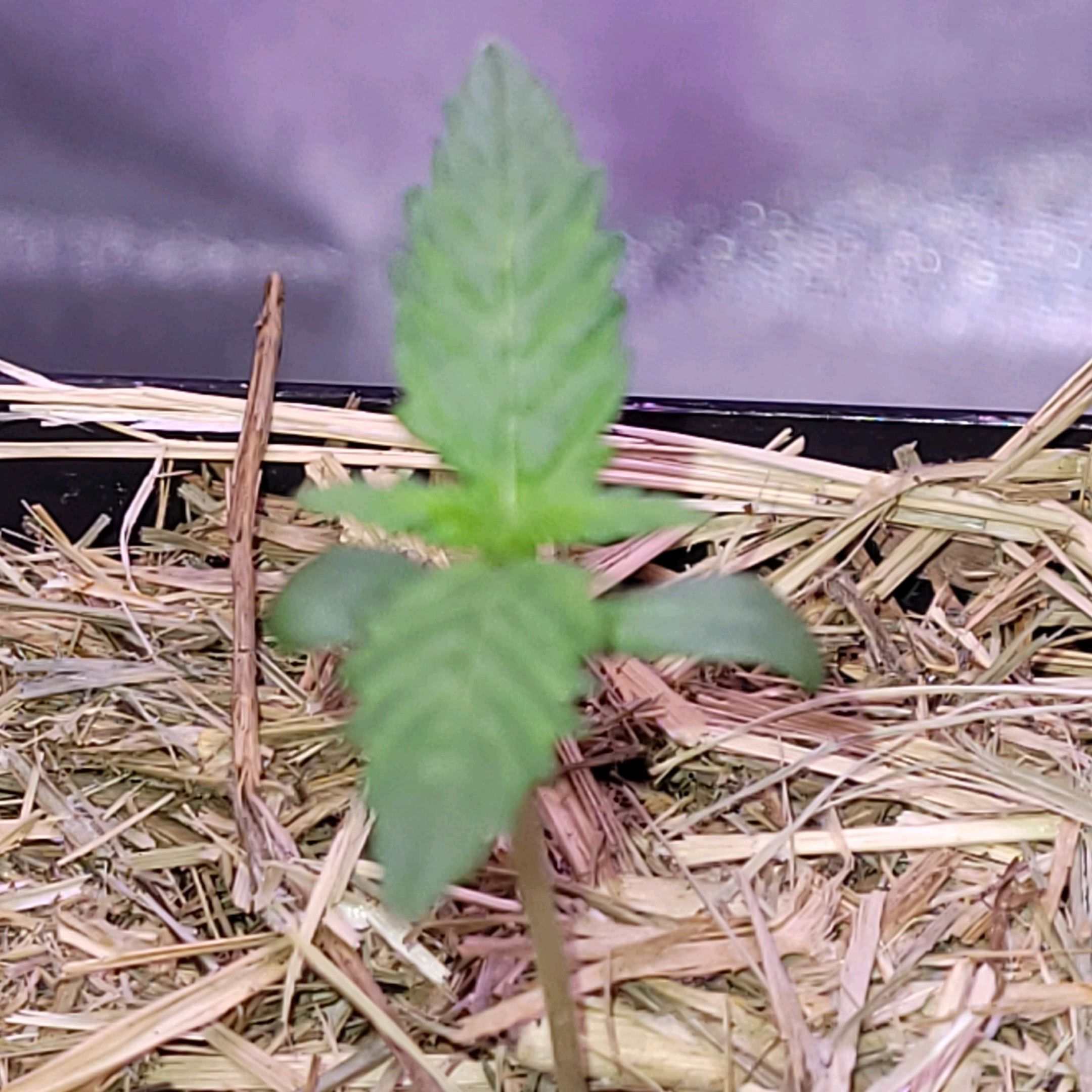 Anonymus growlog photo 7