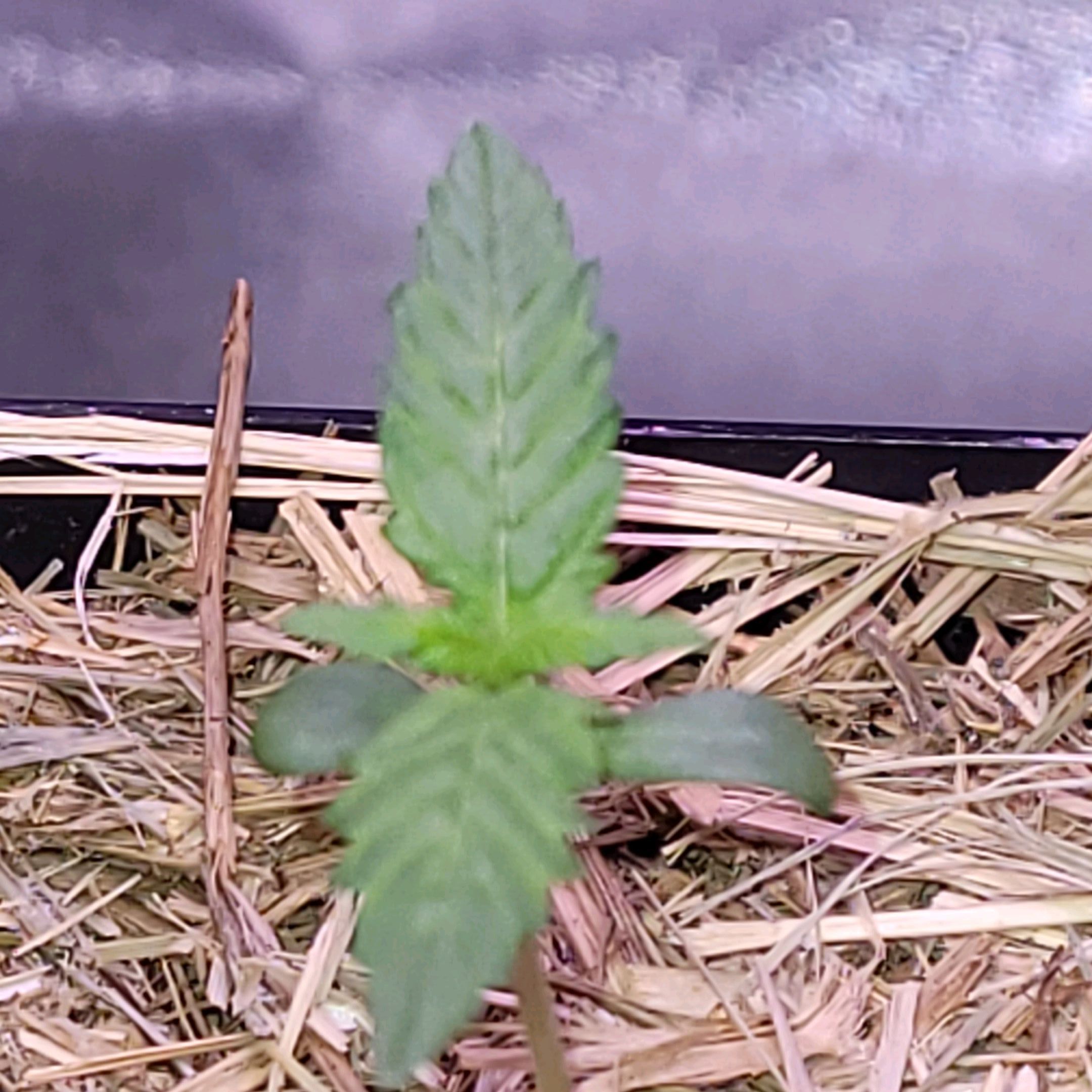Anonymus growlog photo 8