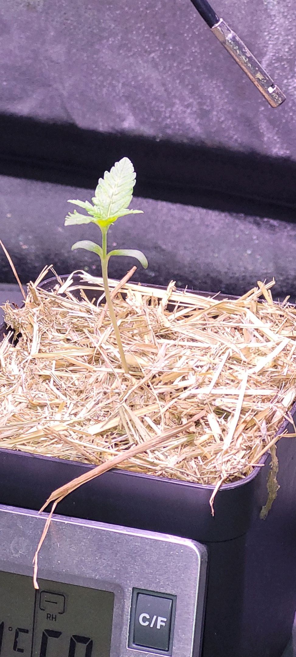 Anonymus growlog photo 9