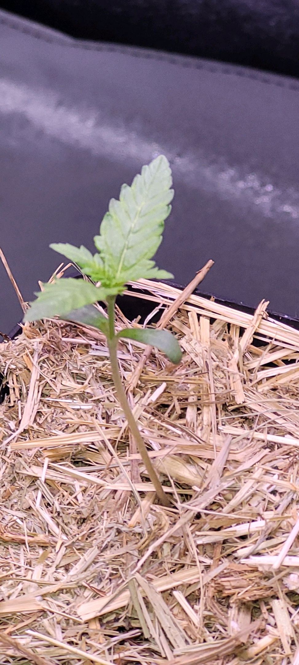 Anonymus growlog photo 10