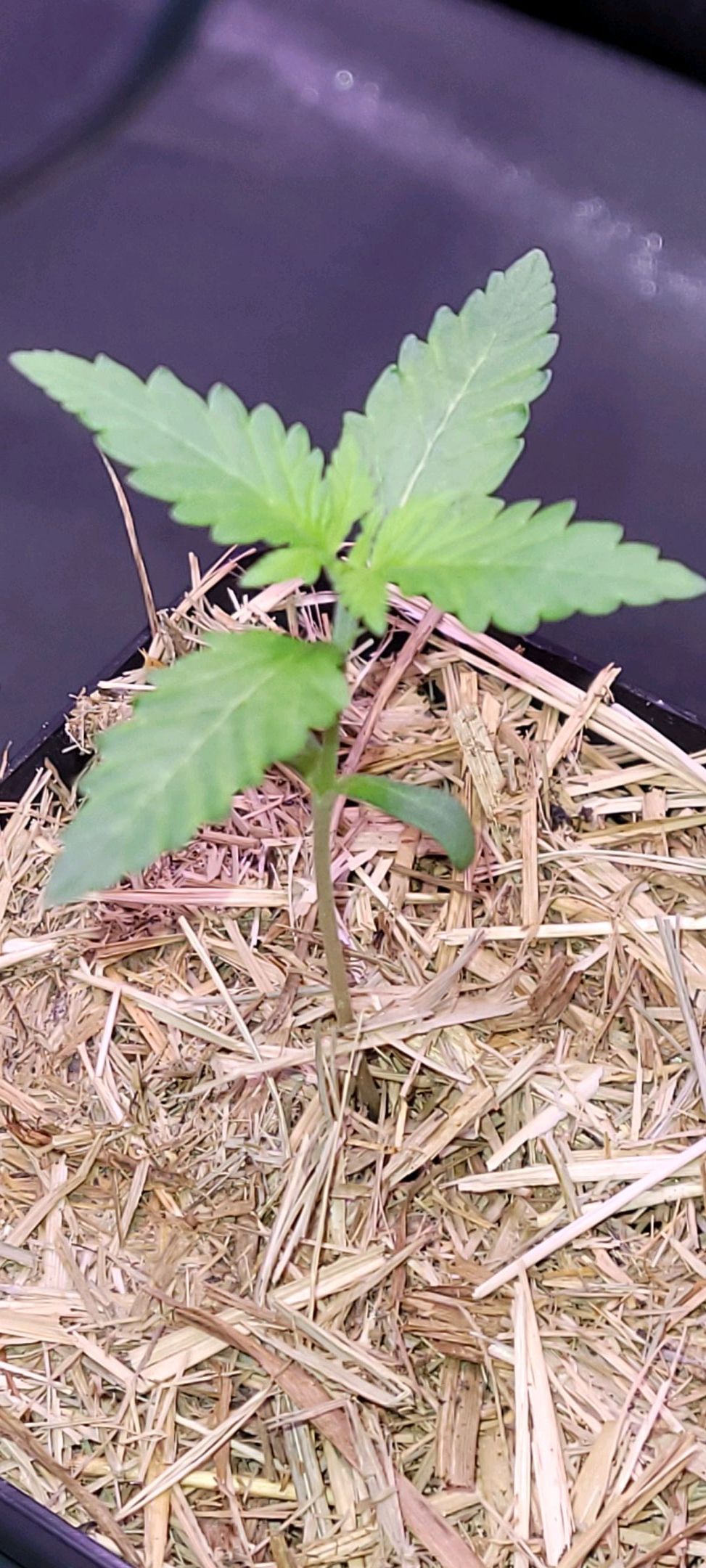 Anonymus growlog photo 11