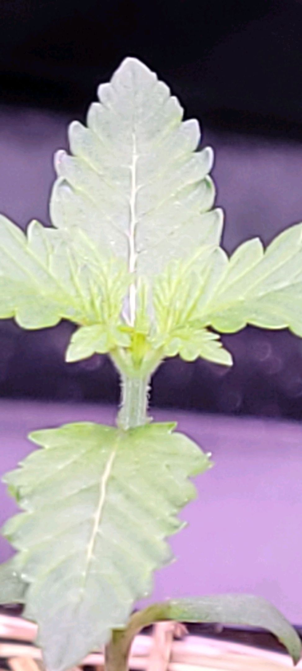 Anonymus growlog photo 12