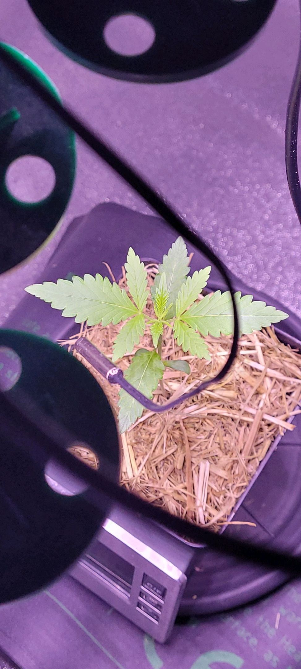 Anonymus growlog photo 13