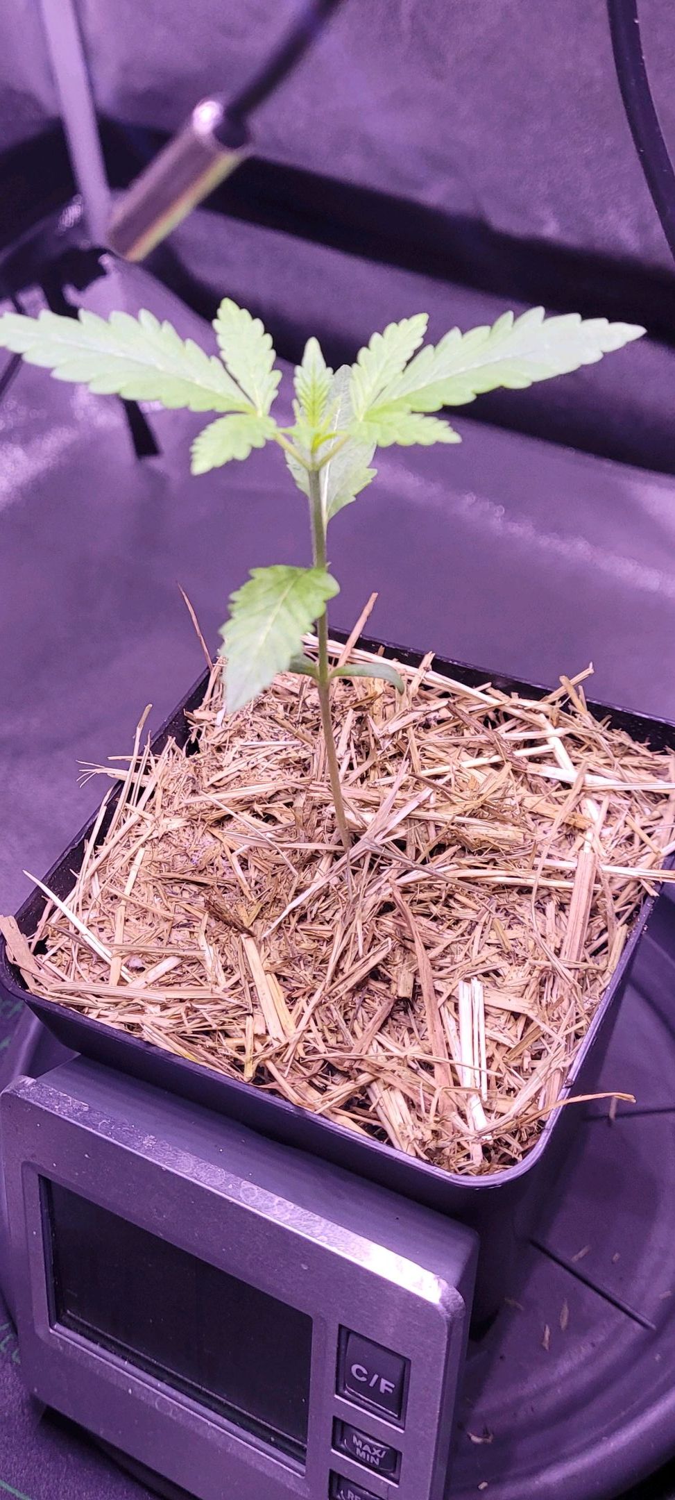 Anonymus growlog photo 15