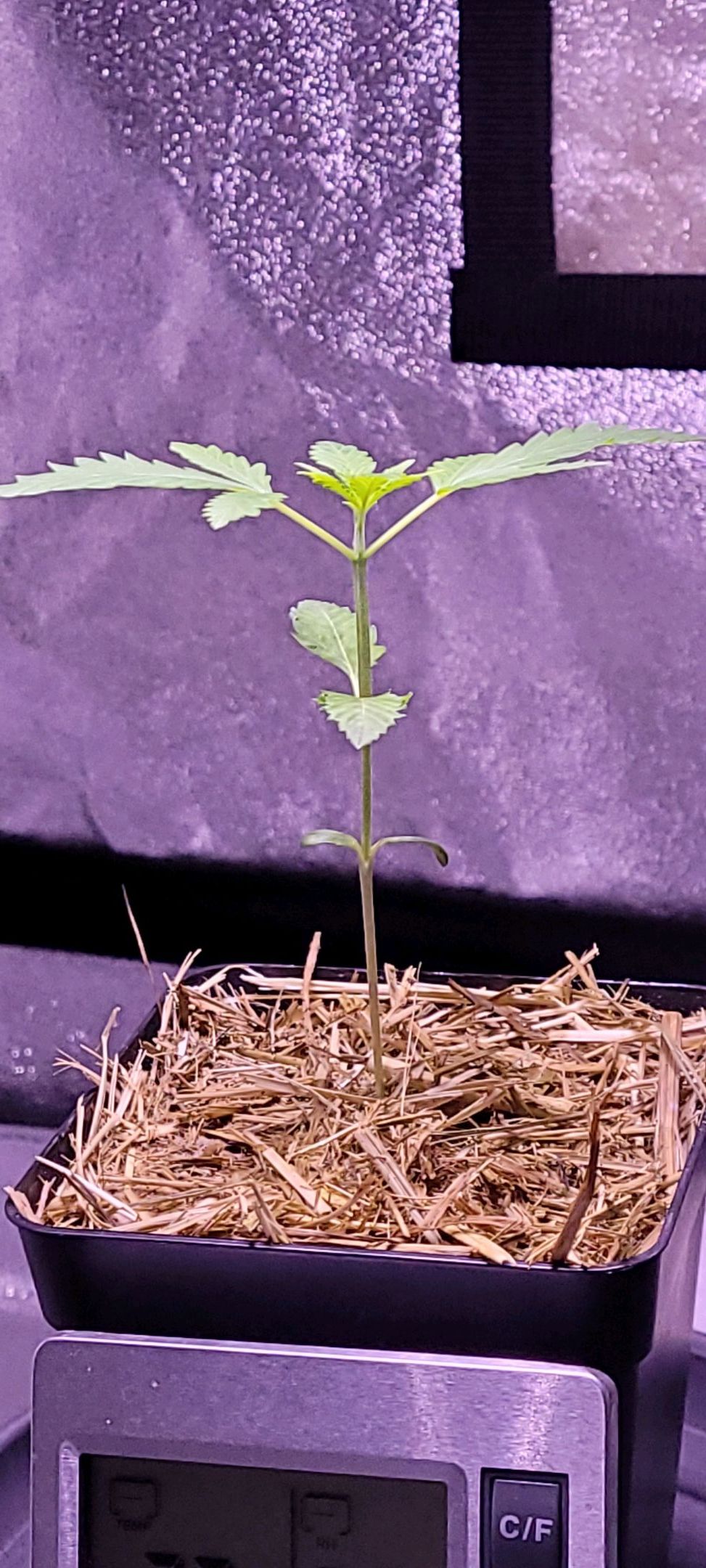 Anonymus growlog photo 17