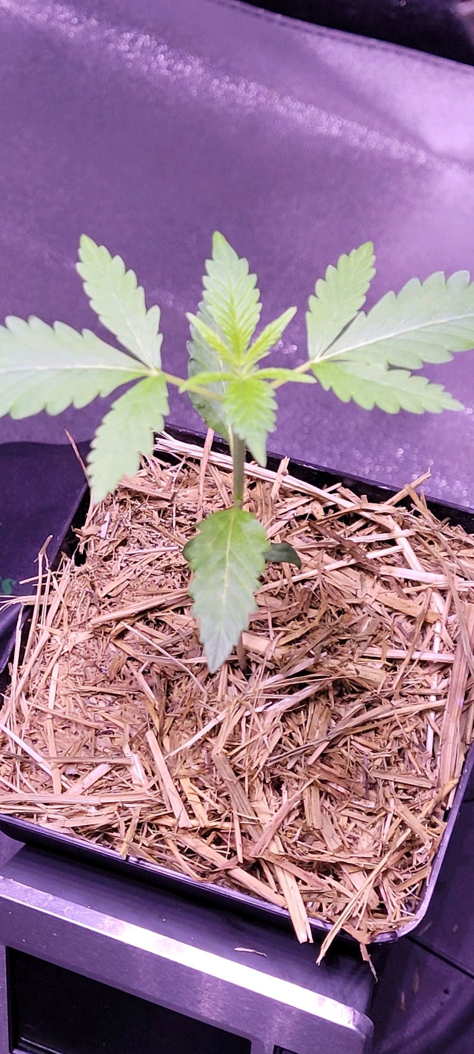 Anonymus growlog photo 16