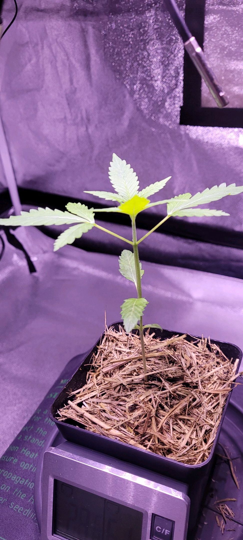 Anonymus growlog photo 18