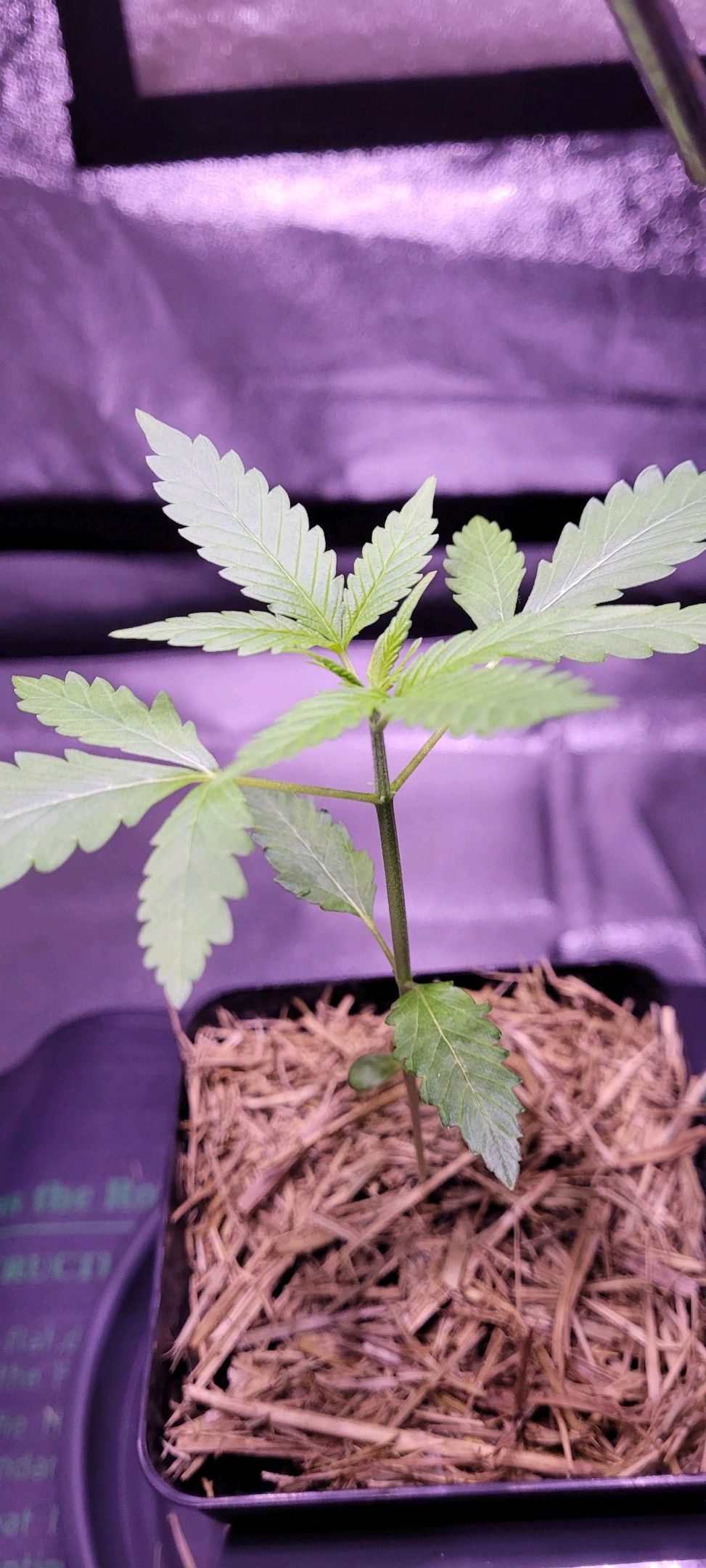 Anonymus growlog photo 19