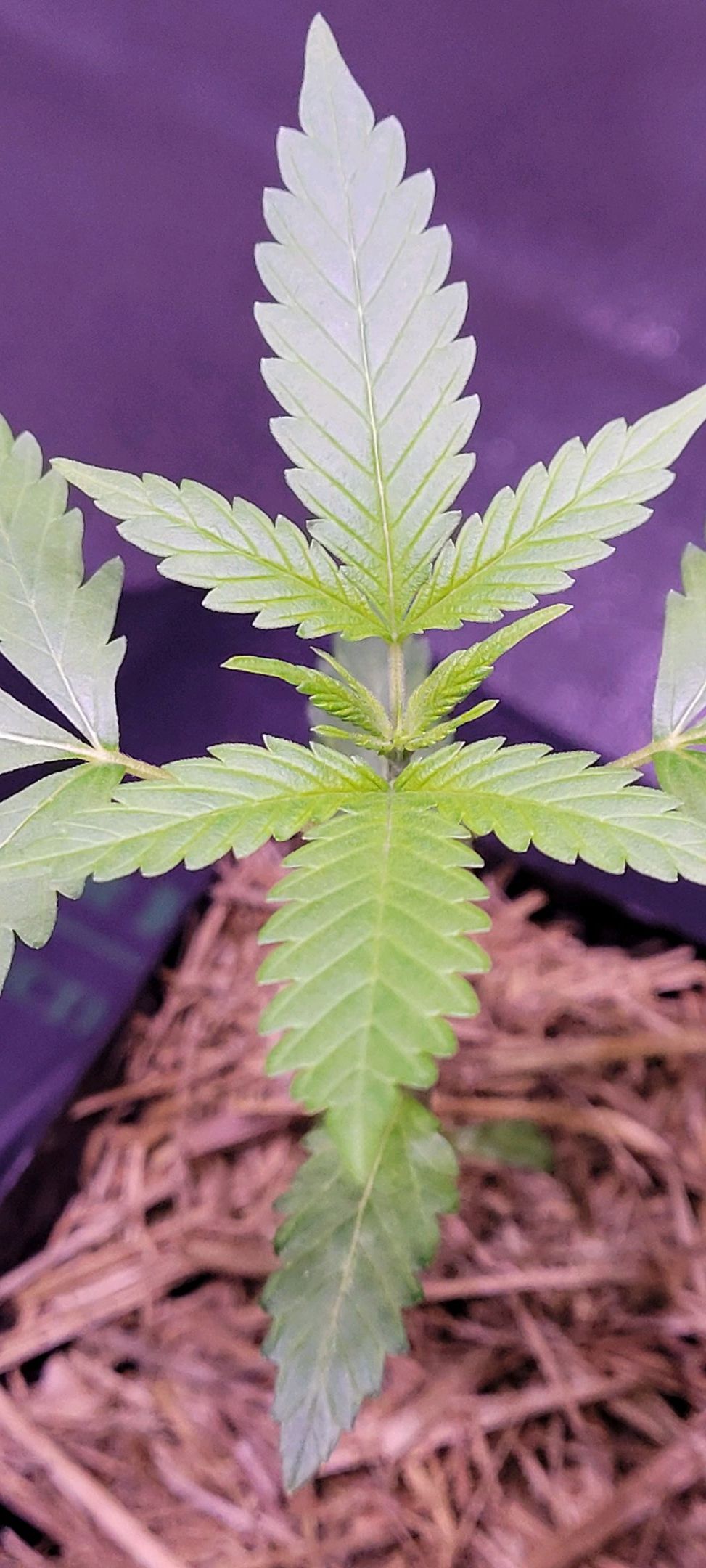 Anonymus growlog photo 20