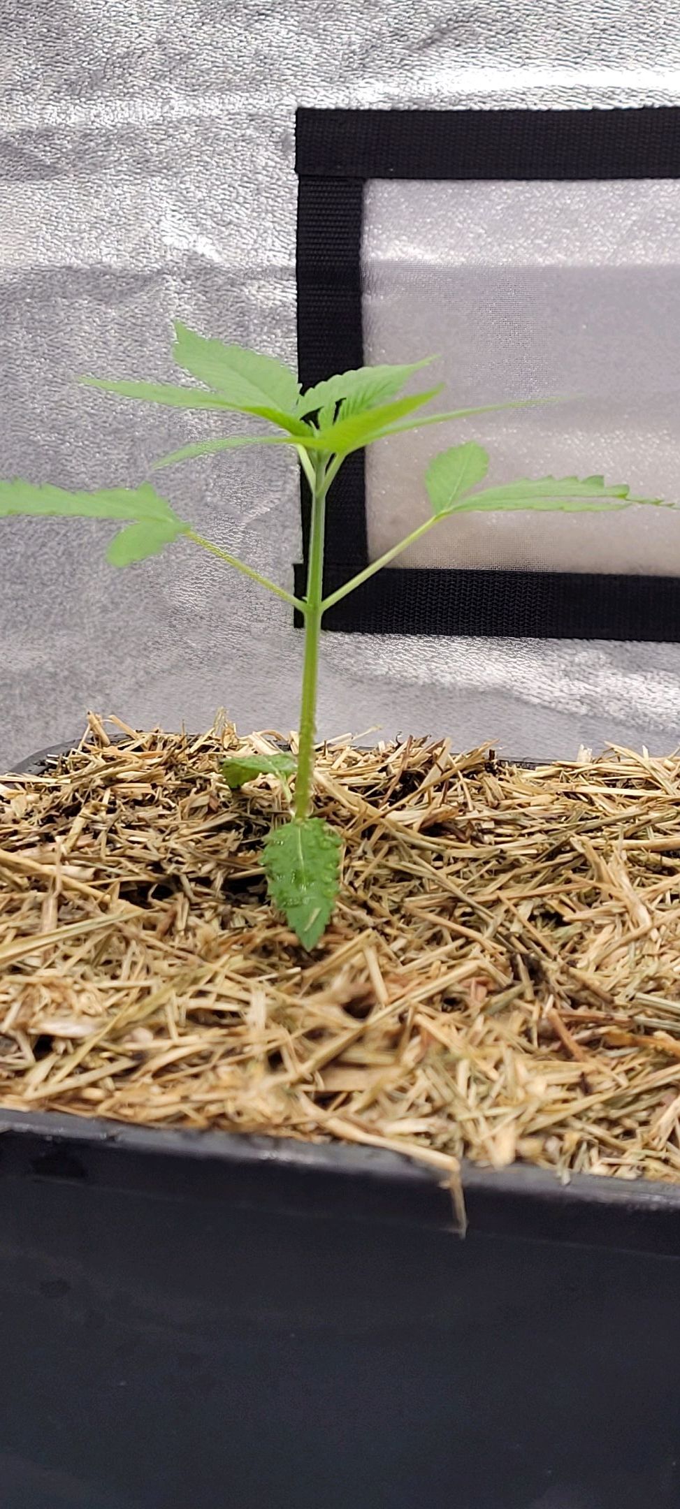 Anonymus growlog photo 23