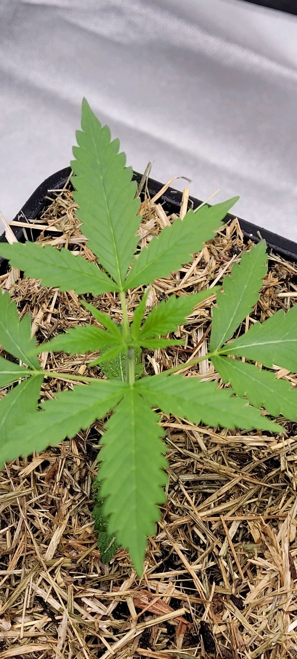 Anonymus growlog photo 21