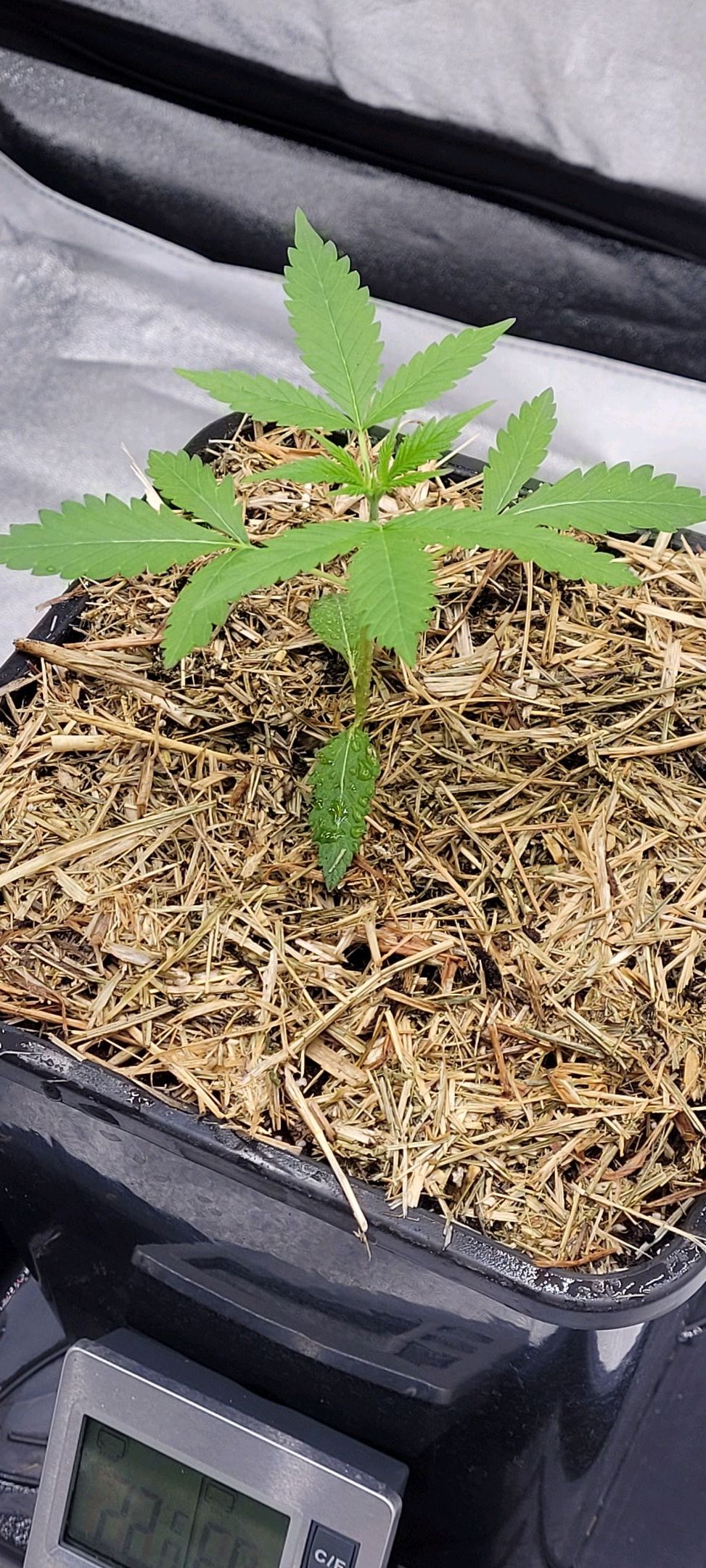 Anonymus growlog photo 22