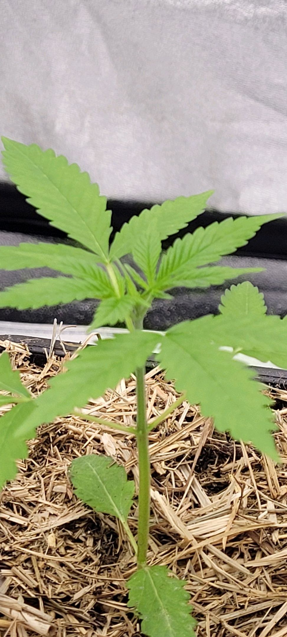 Anonymus growlog photo 25
