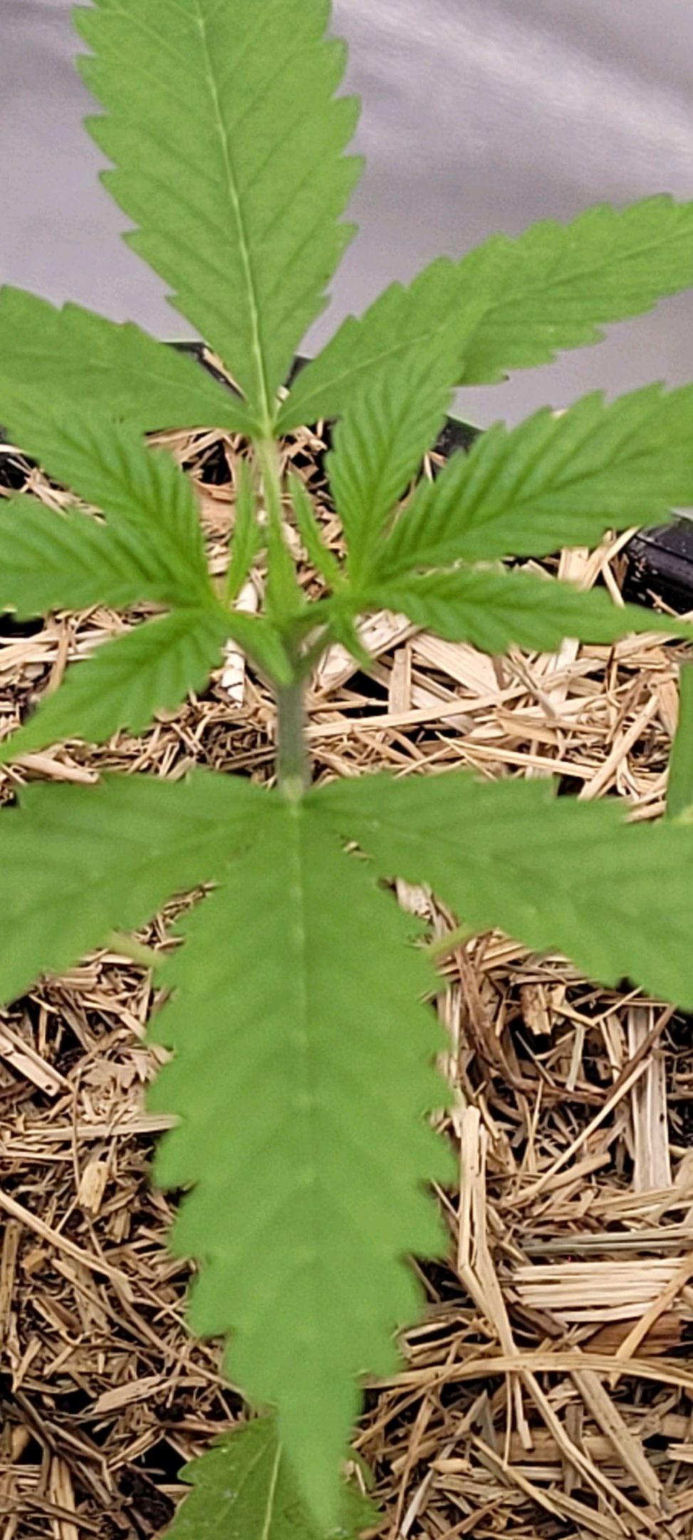 Anonymus growlog photo 26