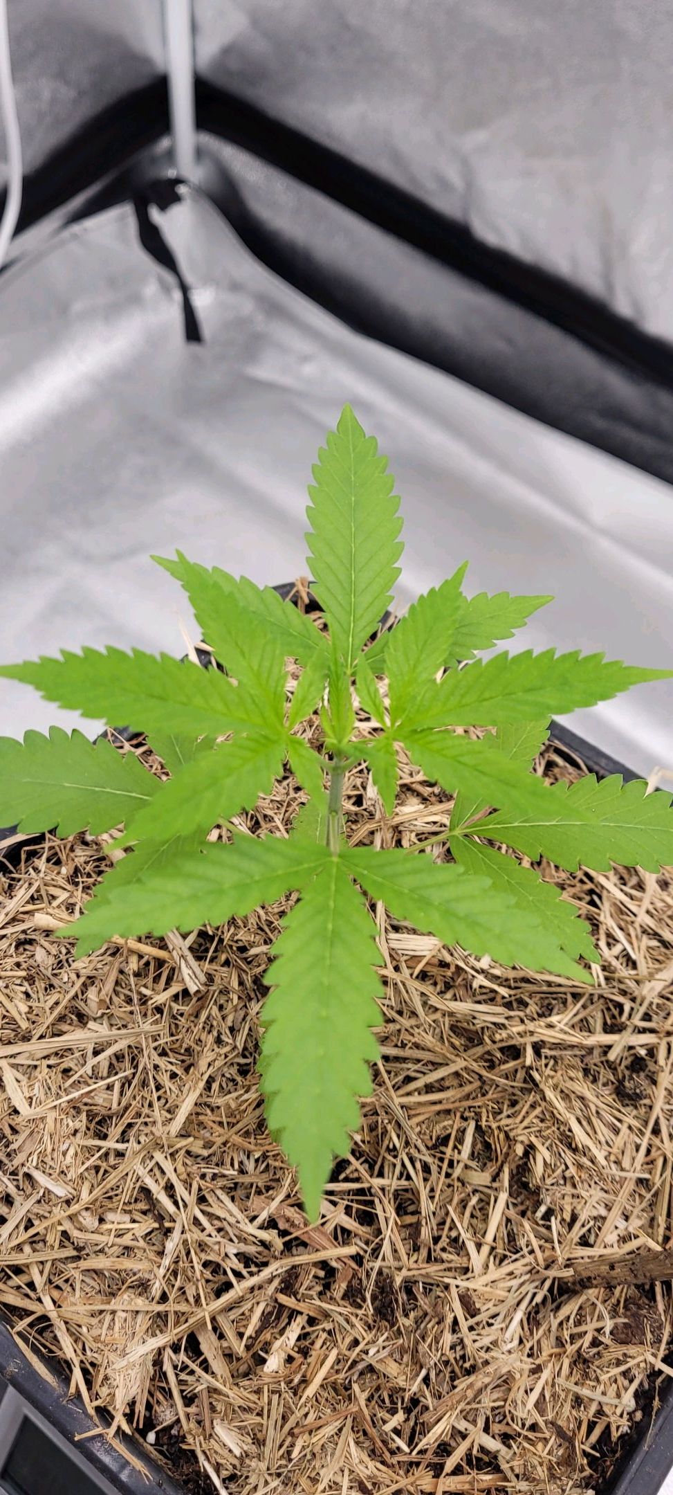 Anonymus growlog photo 30