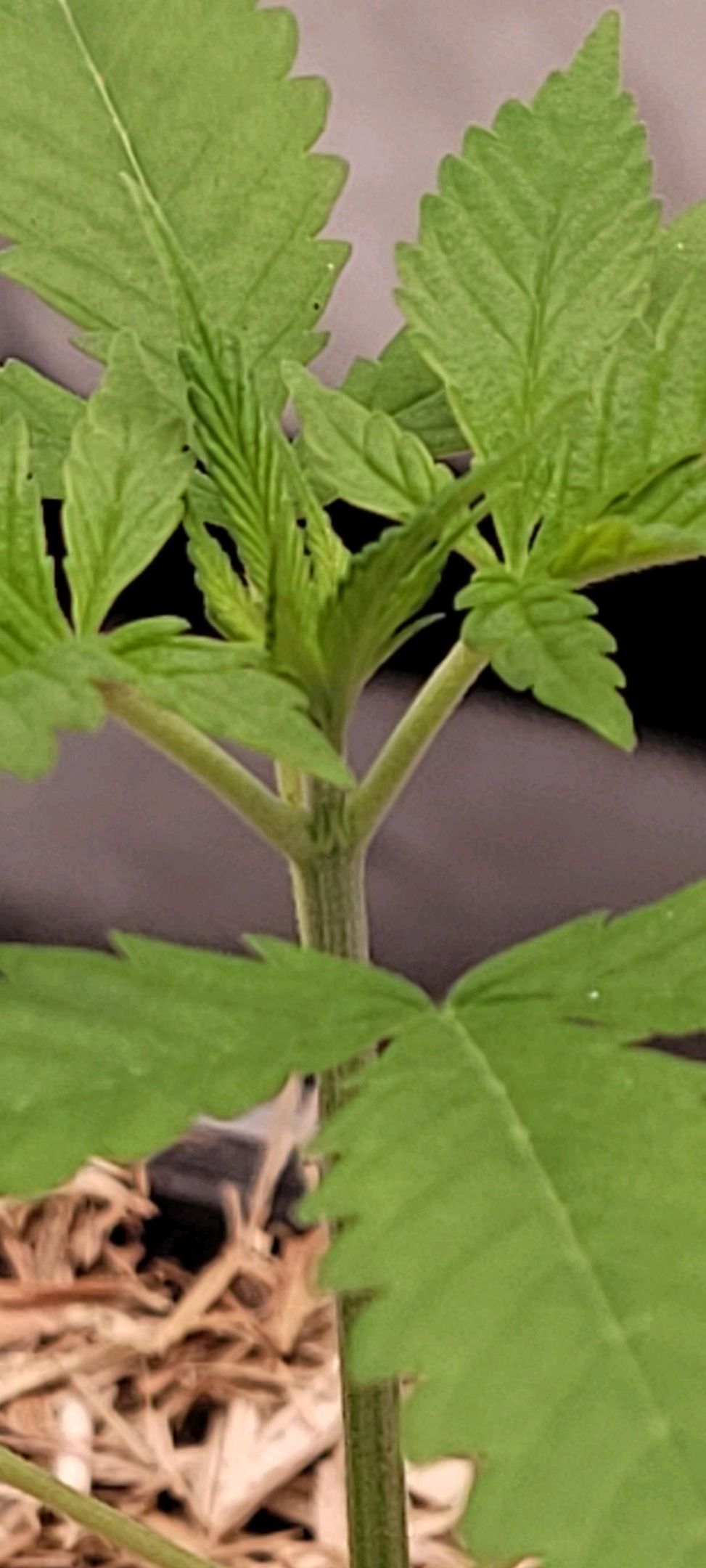 Anonymus growlog photo 28