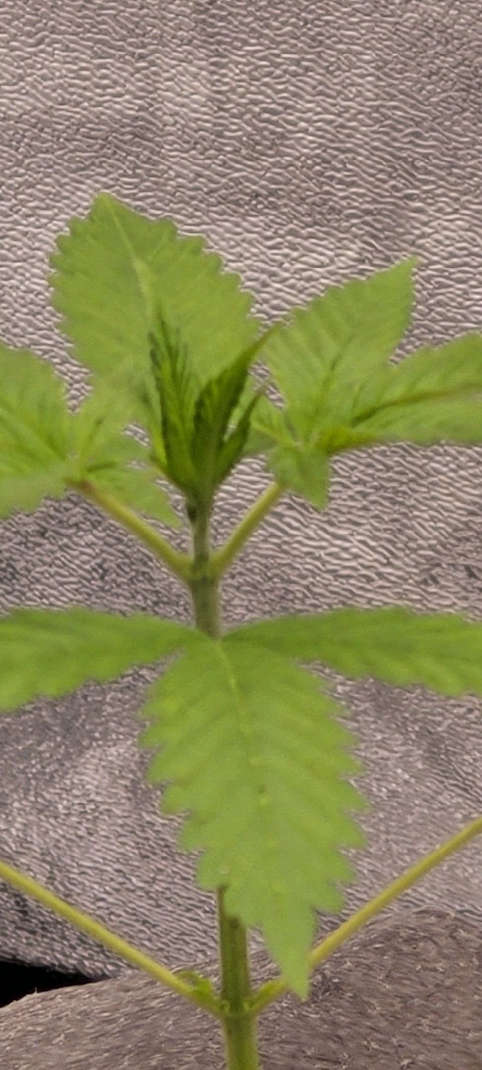 Anonymus growlog photo 29