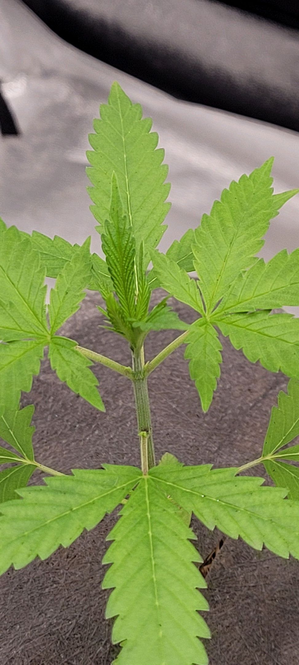 Anonymus growlog photo 32