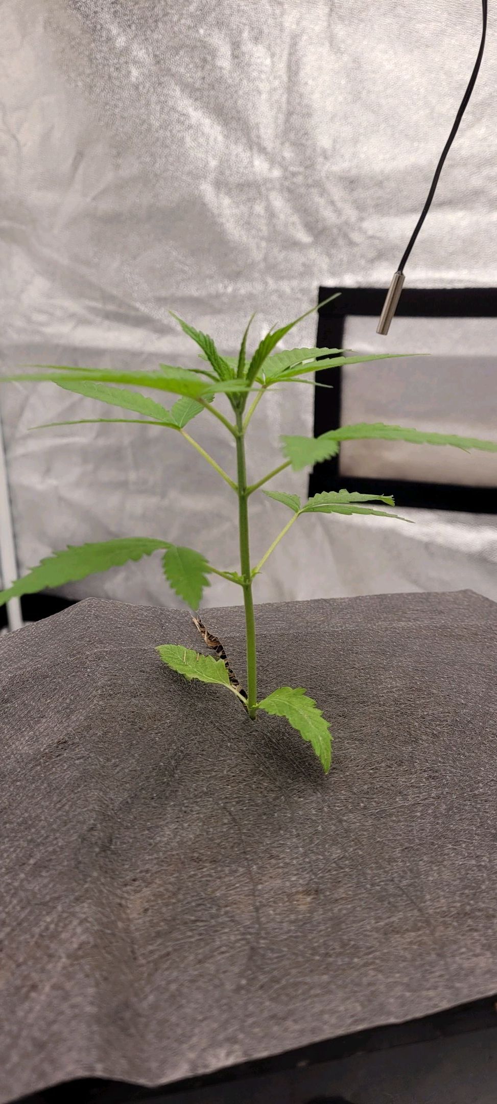 Anonymus growlog photo 31