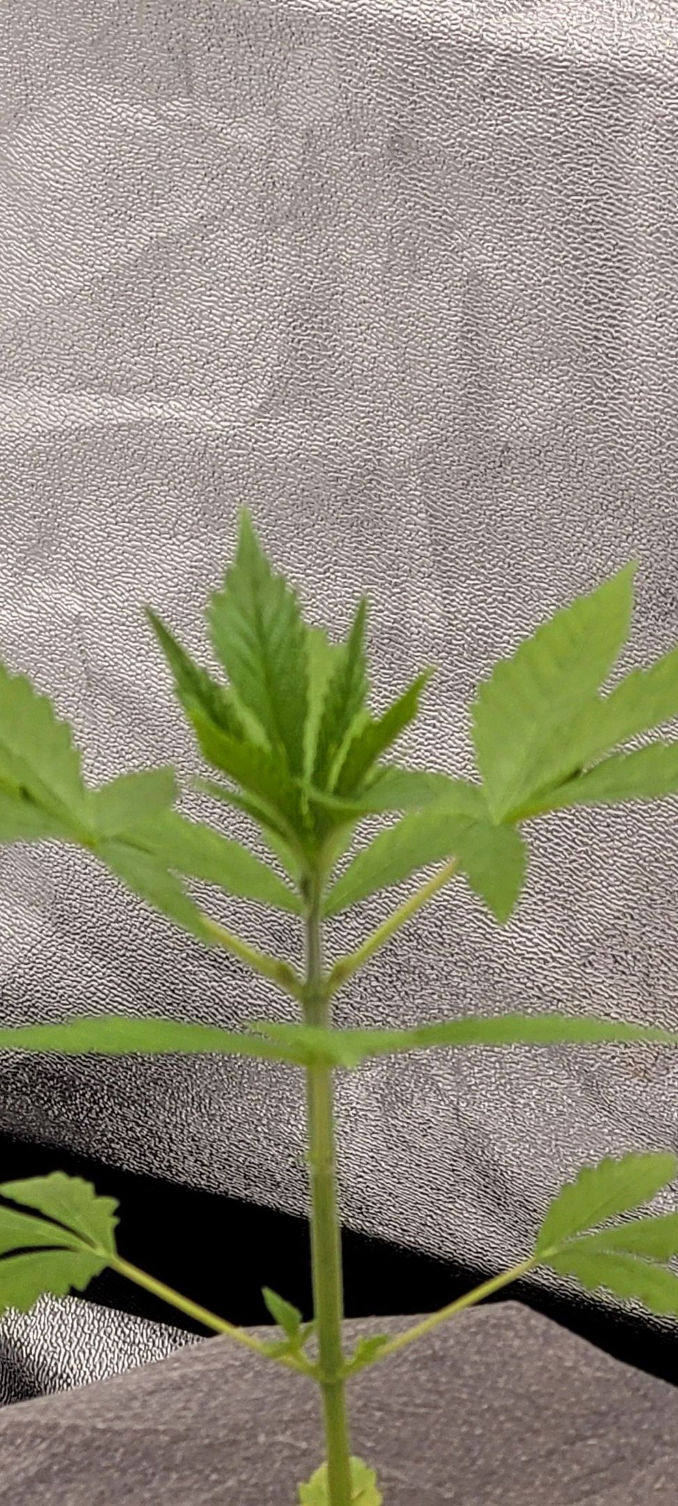 Anonymus growlog photo 33