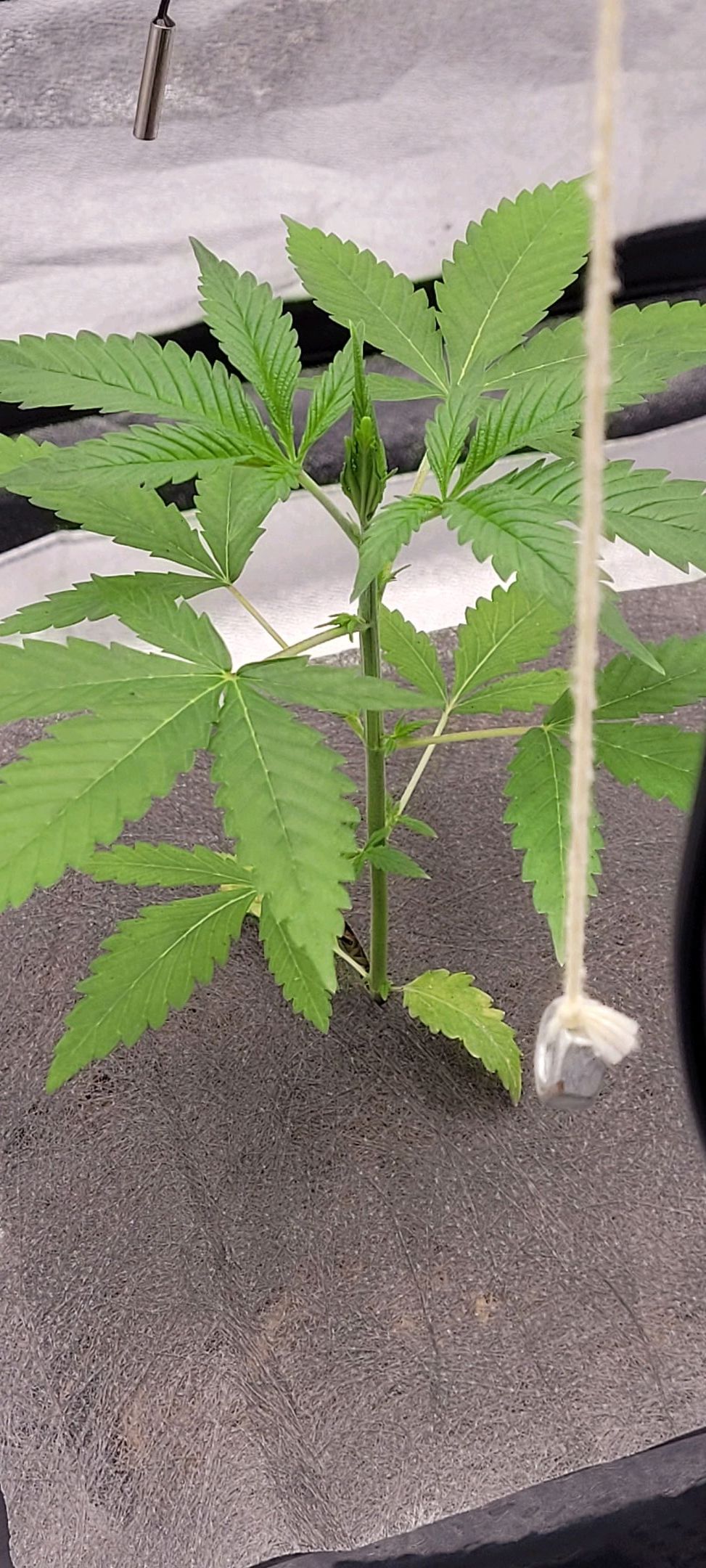 Anonymus growlog photo 34