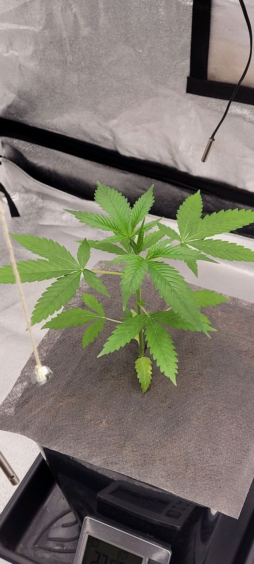 Anonymus growlog photo 35