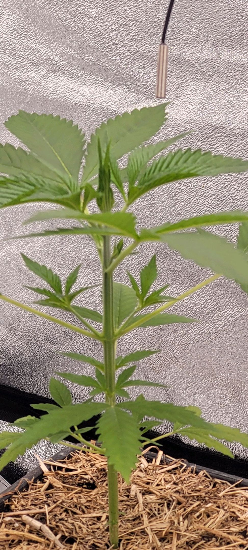 Anonymus growlog photo 36