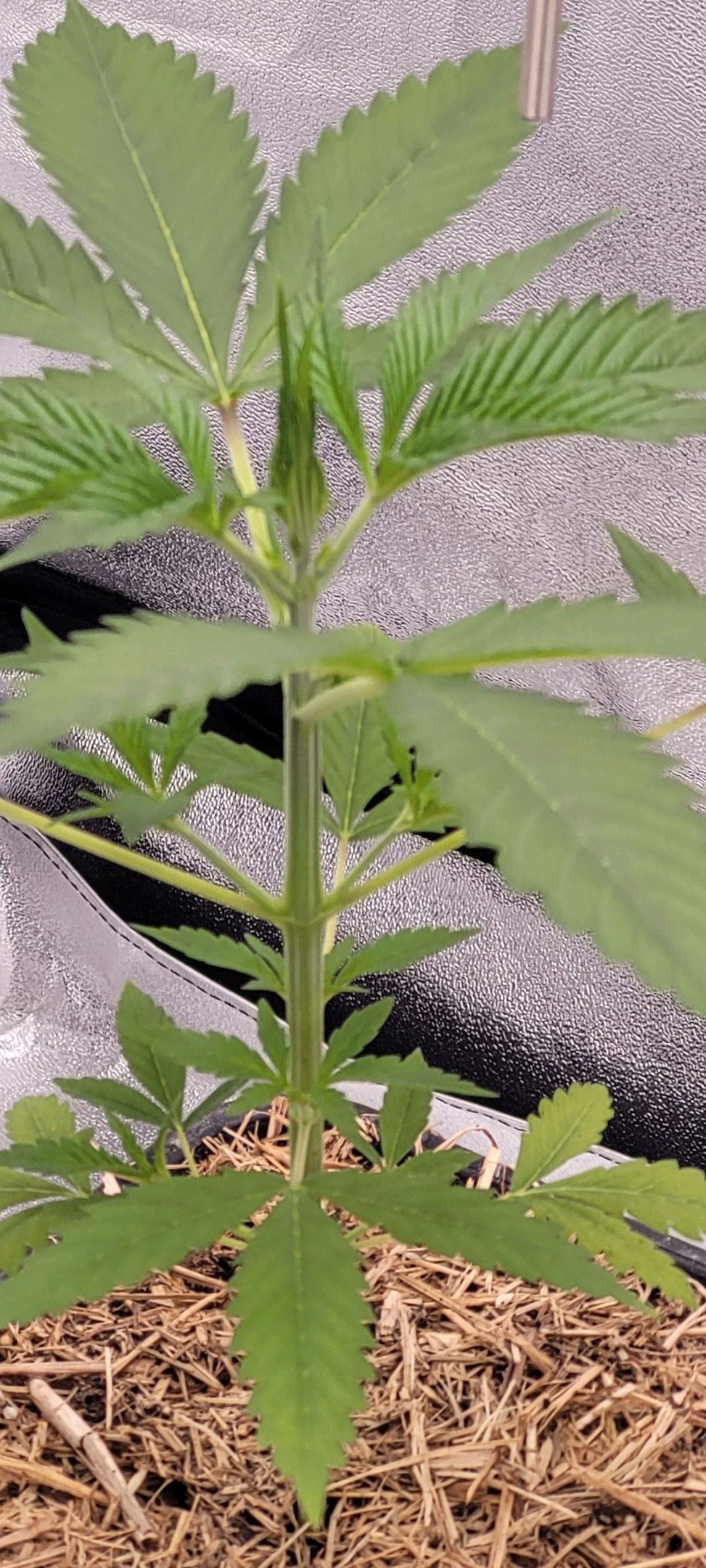 Anonymus growlog photo 37