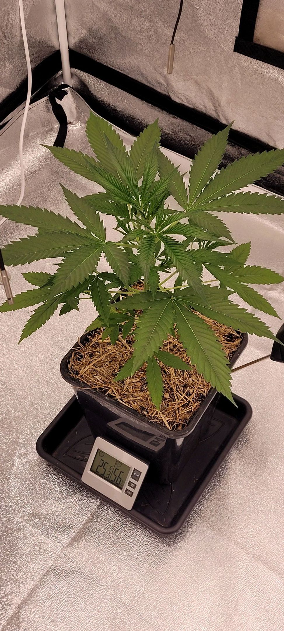 Anonymus growlog photo 40