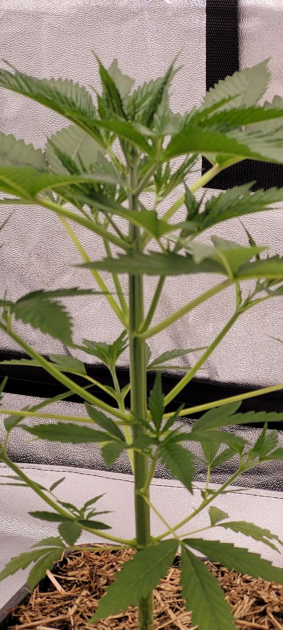 Anonymus growlog photo 39