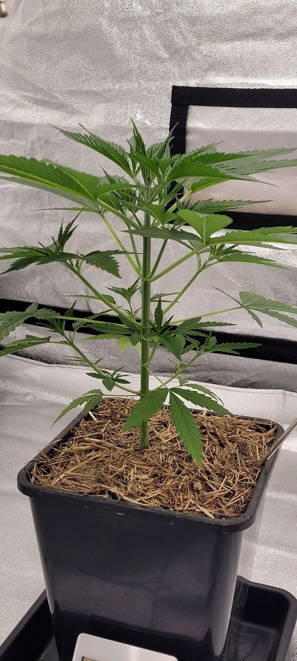 Anonymus growlog photo 41