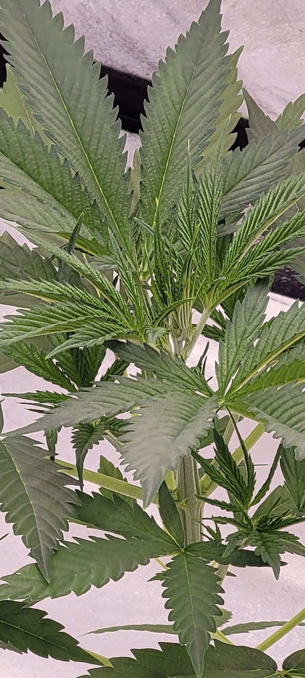 Anonymus growlog photo 43